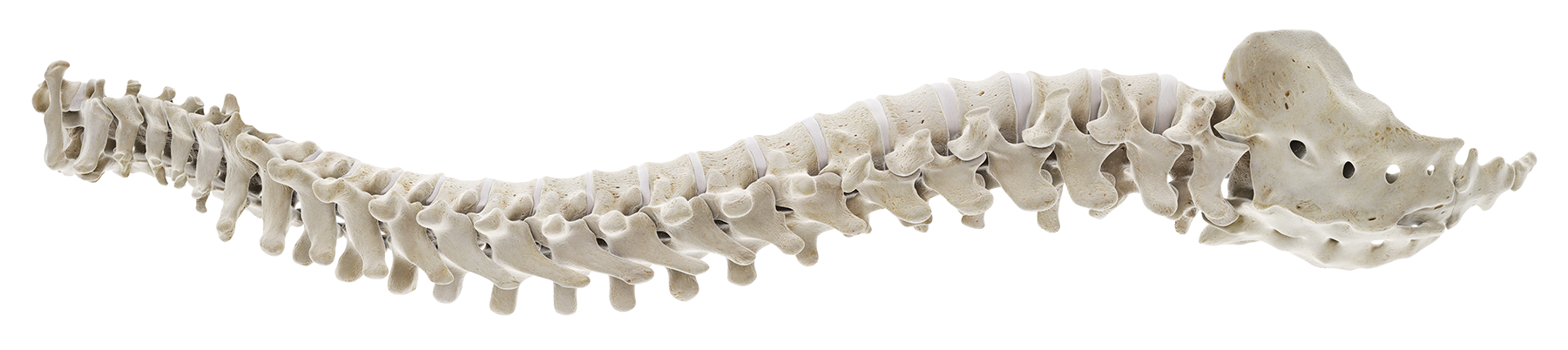 human-spine-horizontal human-spine-horizontal